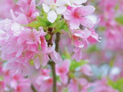-天适樱花悠乐园