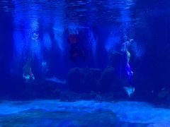 -石家庄海洋公园