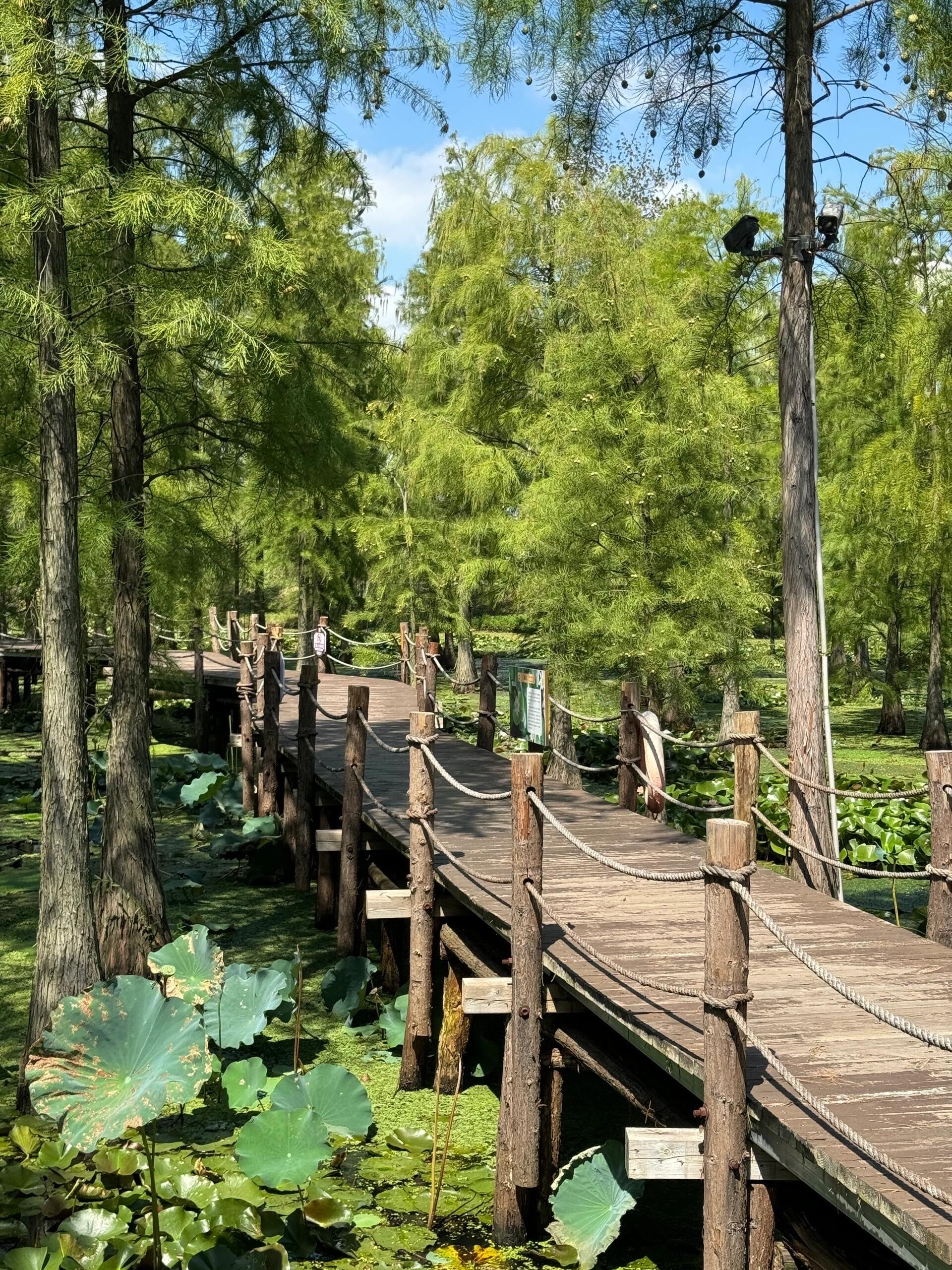 周边游,南京池杉湖湿地公园等你来嗨皮!