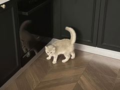 -翊宠yipet猫狗购宠庄园犬舍•猫舍