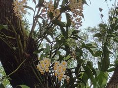 -深圳仙湖植物园