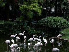-九龙公园