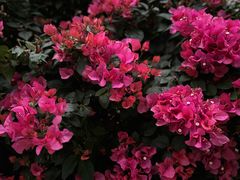 -福田红树林生态公园