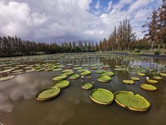-上海长兴岛郊野公园