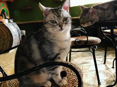 -猫猫幼稚园·撸猫·桌游·电玩