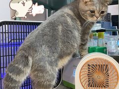 -猫咪派对(江南西店)