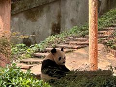 -中国大熊猫保护研究中心雅安碧峰峡基地