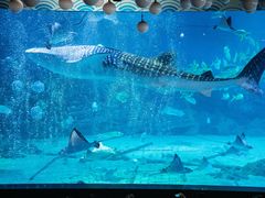 -烟台海昌鲸鲨海洋公园