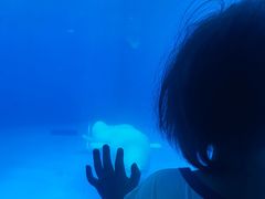 -海合安成都极地海洋公园