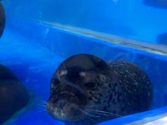 -合肥海洋世界
