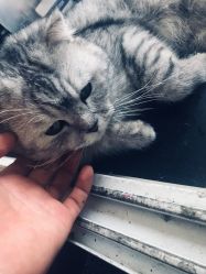 -众刺纹画·纹身·穿孔饰品·海娜定制