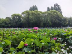 -东升八家郊野公园