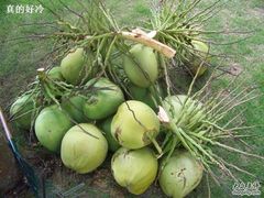 -三亚亚龙湾金棕榈度假酒店