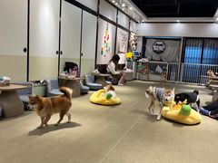 -逗柴咖啡屋·狗咖猫咖宠物桌游