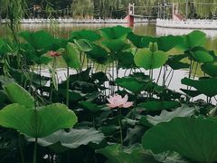 -丰台花园