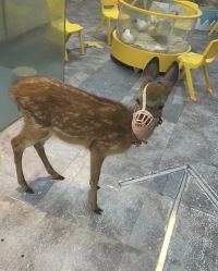 -神奇动物撸宠馆·羊驼·小浣熊·异宠(豫园店)