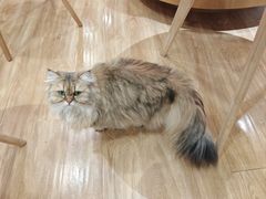 -滚猫咖啡·猫咖·猫友好撸猫(未来城店)