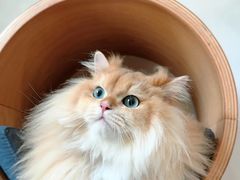 -伟伟宠物医院·CT影像中心·瑞派犬猫综合性门诊(汉口总院)