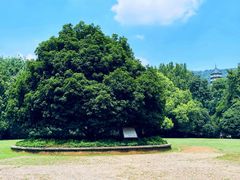 -灵谷景区