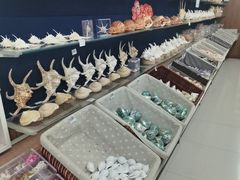 -青岛贝壳博物馆