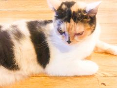 -Cappucimeow猫咪咖啡馆(韦伯时代店)