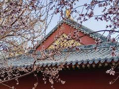 -桃花堤公园