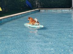 -汪说喵讲宠物乐园宠物酒店(红星美凯龙店)