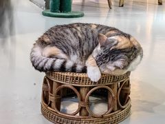 -豆逗聊愈猫阁Easy Life