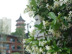 -绳金塔