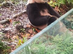 -都江堰中华大熊猫苑