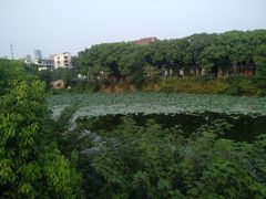 景点-月湖风景区