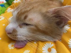 -凯特喵百思猫专科医院