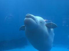 -海合安成都极地海洋公园