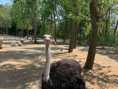 -大连森林动物园