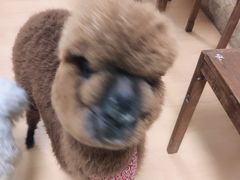 -猫色咖啡·猫咖
