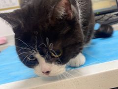 -瑞派·关忠动物医院·猫专科·犬专科(三环新城店)