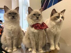 -喵喵咪呀布偶猫咖(春熙路店)