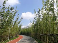 -上海长兴岛郊野公园