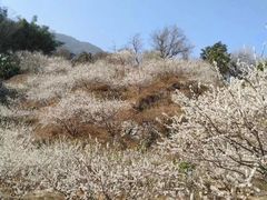 -广州市流溪河国家森林公园