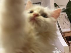 -爱诺耐芙动物医院(万博店)