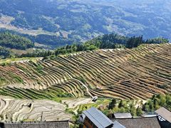 -紫鹊界梯田景区