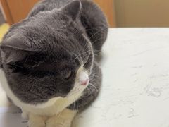 -格蕾宠物医院24H·猫科·肿瘤科·骨科中心(福州总院)