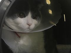 -瑞鹏宠物医院·爱宠堂·骨外专科(西荷分院)