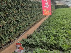-大自然农场蔬菜草莓采摘园