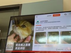 -御宝贝·A梦猫科宠物医院(国际猫友好医院)
