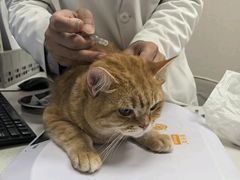 -瑞鹏宠物医院·骨科·猫科·内科(第一中心)