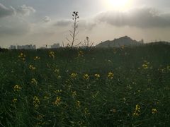 -光明小镇欢乐田园