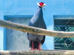 -青藏高原野生动物园