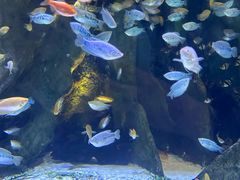 -上海海洋水族馆