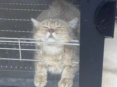 -安安宠医宠物医院·异宠·犬猫内科(岳阳分院)